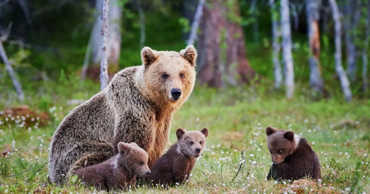 IA et protection animale : opportunités et risques